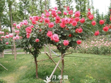 干货！史上全面苗木嫁接方法总结