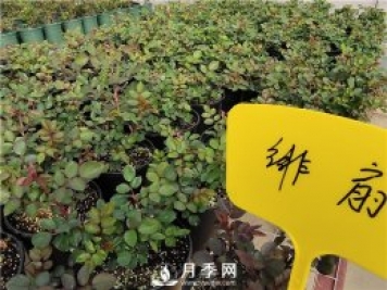 初春花卉“施肥”时机正好，要注意几点