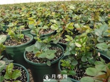 倒春寒 你的月季要怎么养护呢