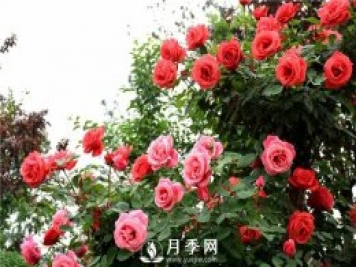 花卉的品种不同，对肥料的要求也不同