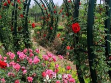 秋天藤本月季要修剪吗？