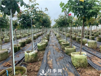 如何换盆？具体什么时候换盆？