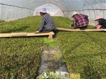 新型基质扦插月季效果好