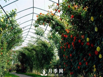 很多花友就想着给月季做冬剪，合适吗