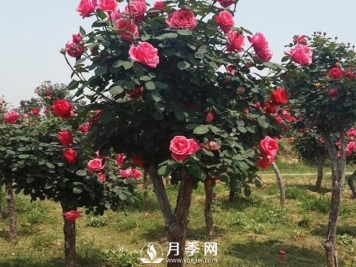 城市道路绿化植物的选择，主要考虑艺术效果和功能效果