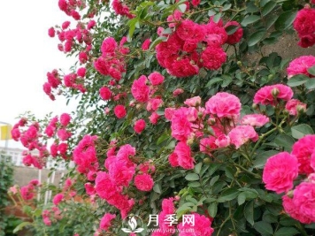 艳压群芳的开花爬藤月季机器 花开挤到爆