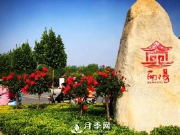 八成市场尽归南阳月季 说说南阳月季有多牛