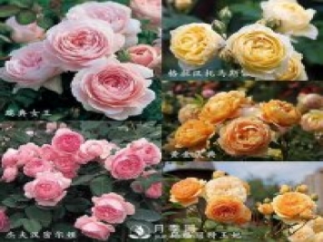 看到这些好看的藤本月季花图片 我已经中毒