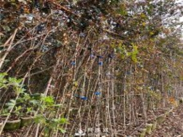 南阳藤本月季促笋芽方法