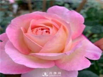 破晓月季，一款浓香型的灌木月季