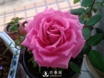 不眠芳香月季，以香味出名的丰花月季满屋飘香