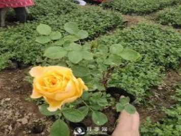 专家解答：盆栽月季花春季的疏芽