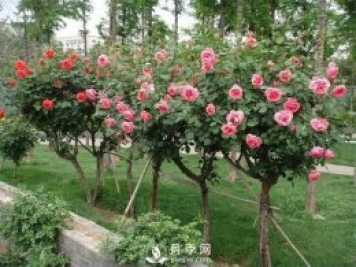 树状月季的基本知识普及