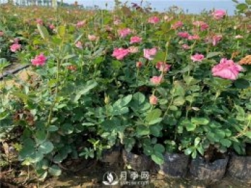 花友经验来解答，月季花虫害该如何防治？
