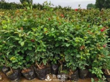 月季花的扦插方法之蛭石托盘大法