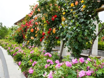 月季花冬天的修剪办法应在月季的休眠期进行