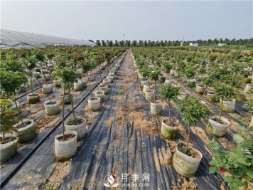 快速培育树状月季嫁接比扦插成苗快