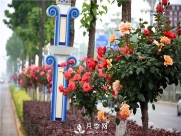 树状月季有哪些优点？