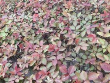 大花月季扦插技术要点是什么？