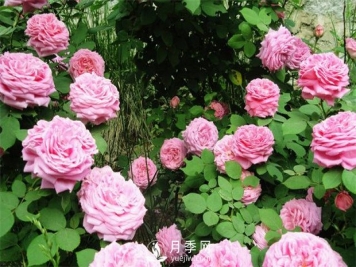 月季花的功效作用和使用方法
