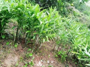 南阳黄精种苗种植基地