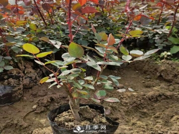 大花盆栽月季批发，粉扇.绯扇.口红.金凤凰