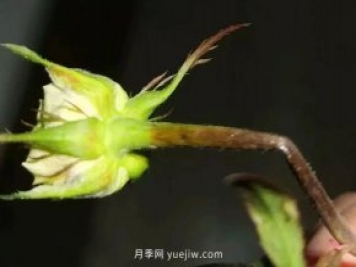 月季嫩枝花苞变弯，可能是茎蜂虫害来了