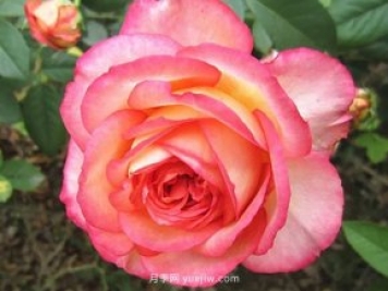 彩云花间人心醉，一起认识彩云月季