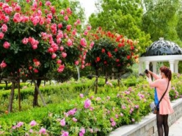 园林绿化中苗木种植施工与养护技术