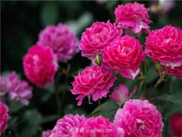 推荐一批少刺的月季品种，来看看吧