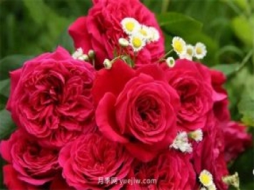 皇家胭脂月季和秋日胭脂月季有什么不同？