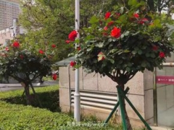 杭州高架月季先火了，南阳城区月季即将盛开