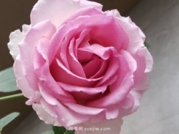 藤本月季罗伊推荐