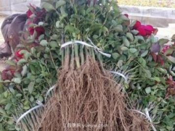 月季花怎么扦插才能活