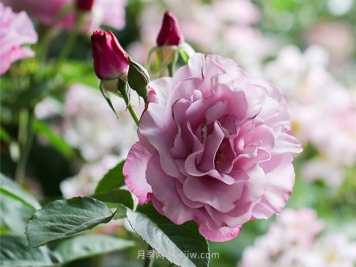 香奈儿月季，迪奥月季，月季中的奢侈品