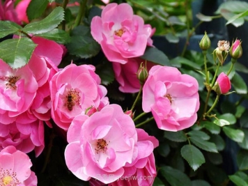 推荐4个适合新花友种植的藤本月季品种，长势强劲开花量大