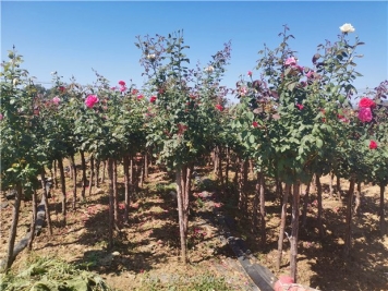 2公分月季树多少钱一棵？ 2公分树状月季价格