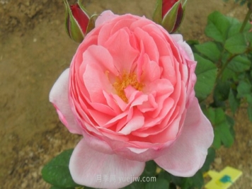 安吉拉夫人月季