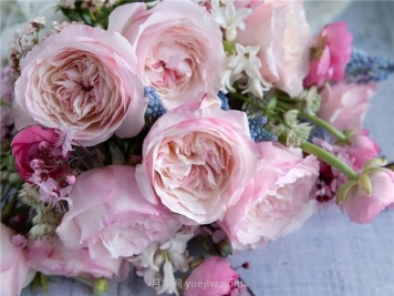 奥斯汀月季：经典浪漫永流传(图集)