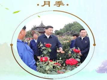 “小康菜谱”上新了！“最强带货员”这次cue到南阳月季