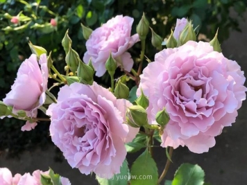 新浪潮月季，日本培育的紫色茶香月季