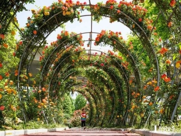 月季花开满城，最美郑州五月天（图册）