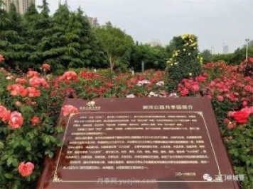 月季名园：三门峡市涧河公园月季园