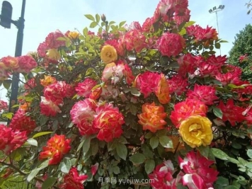 巩义15.5万株月季全城盛放，这些路太美了...