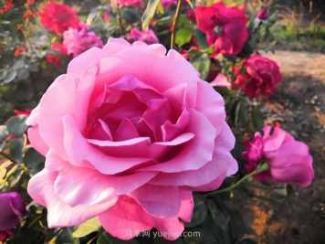 大花月季在露地栽培中应注意什么