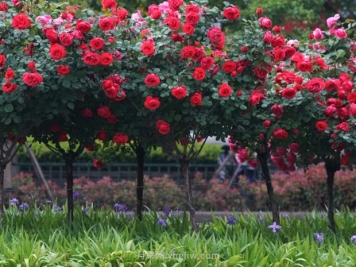 树状月季常见的栽培方式