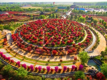 南阳市卧龙区月季产业，一个乡村振兴的美丽产业样本