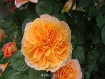 印象派月季怎么样