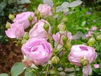 蓝色风暴，一款仙气飘飘的蓝紫色月季