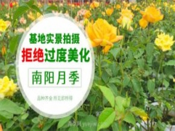 南阳月季推荐淘宝店大全
